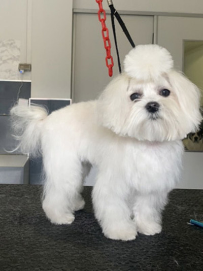 Peluquería canina corte comercial